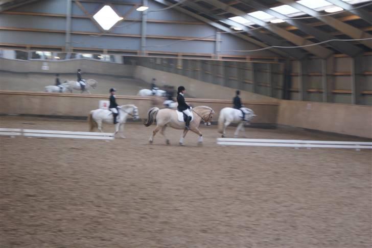 Fjordhest Buller billede 16