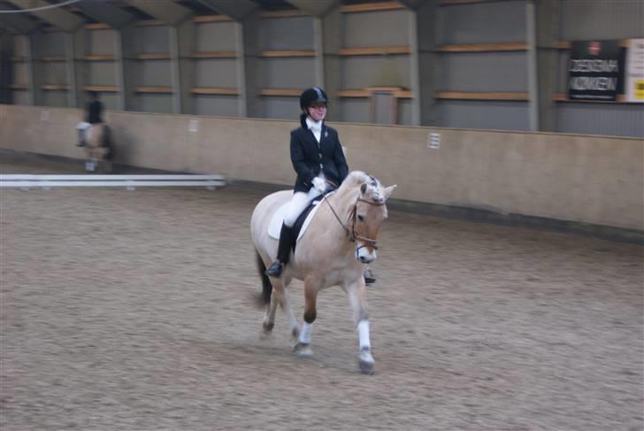 Fjordhest Buller billede 17