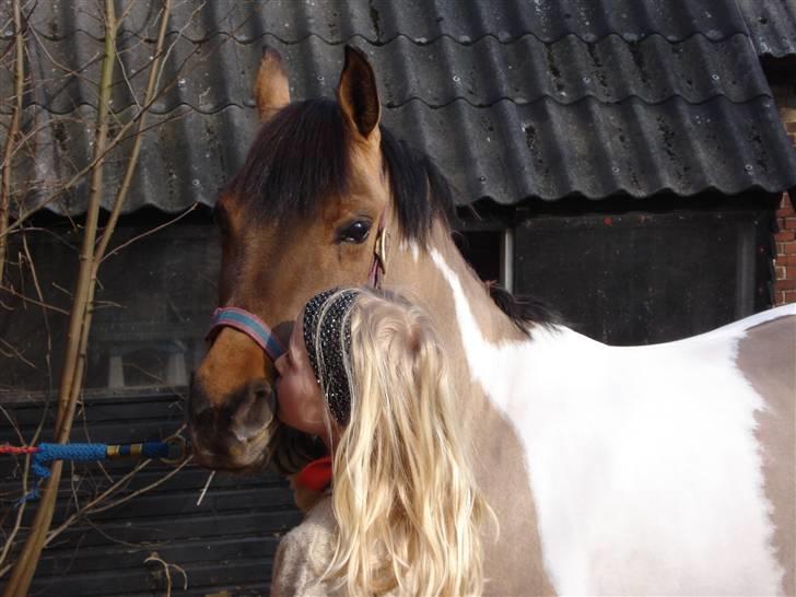 Pinto Holleskovgårds Teckla. - fordi du fortjerner et stoort kyyyys skaaat billede 8