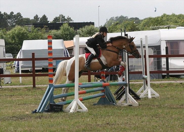 Pinto Holleskovgårds Teckla. - total godt billed<3 Hammerum PonyUge LB 0 fejl<333<333 billede 9