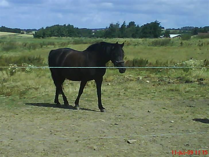 New Forest Sinka billede 2