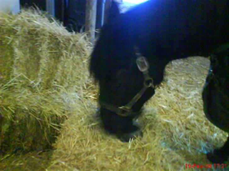 New Forest Sinka billede 4