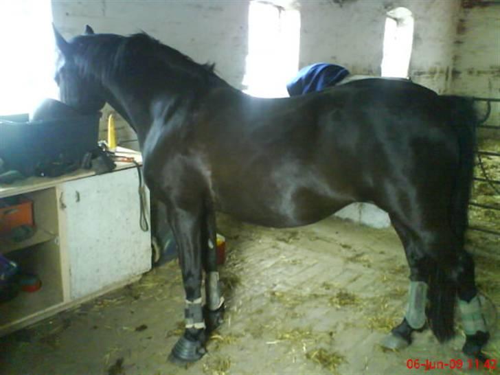 New Forest Sinka billede 5