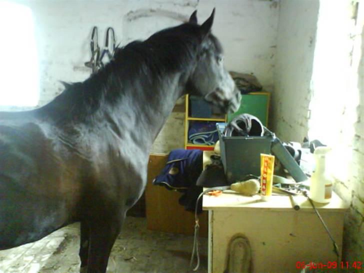 New Forest Sinka billede 6