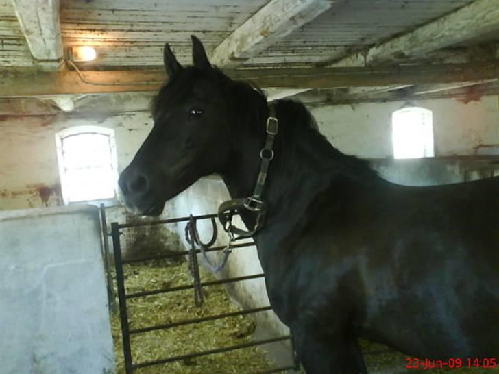 New Forest Sinka billede 7