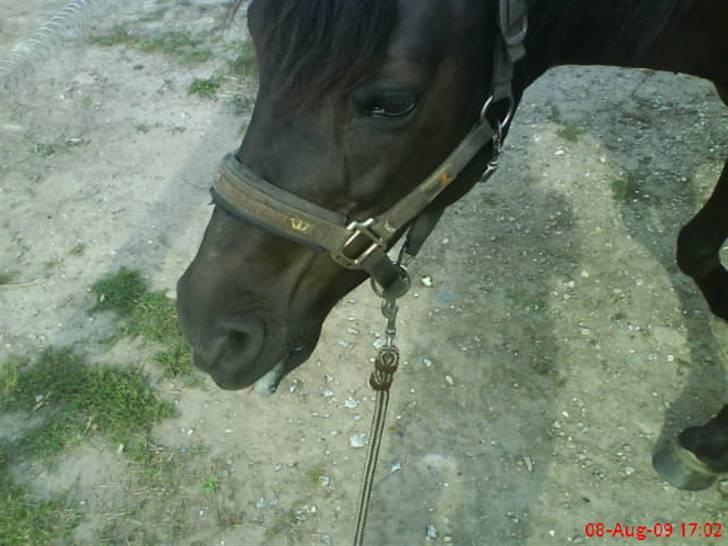 New Forest Sinka billede 8