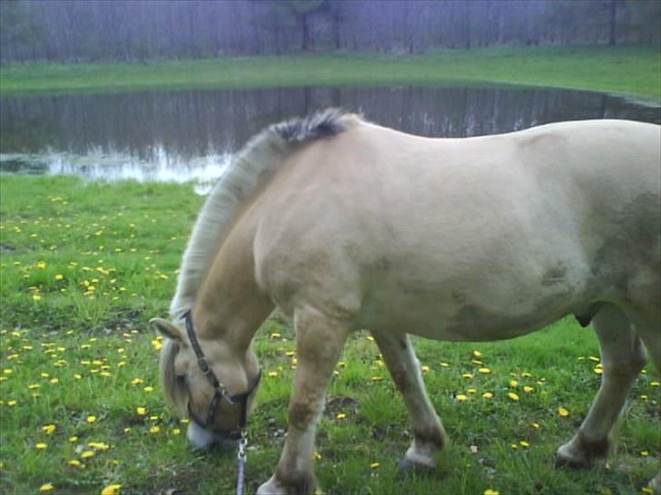 Fjordhest L. Hansi (Gl. Part) R.I.P - på gå tur ud til en bette sø P billede 14