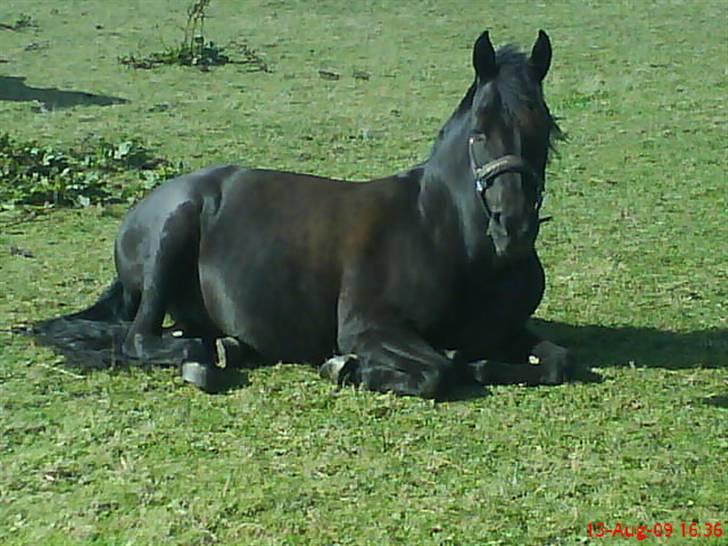 New Forest Sinka billede 10