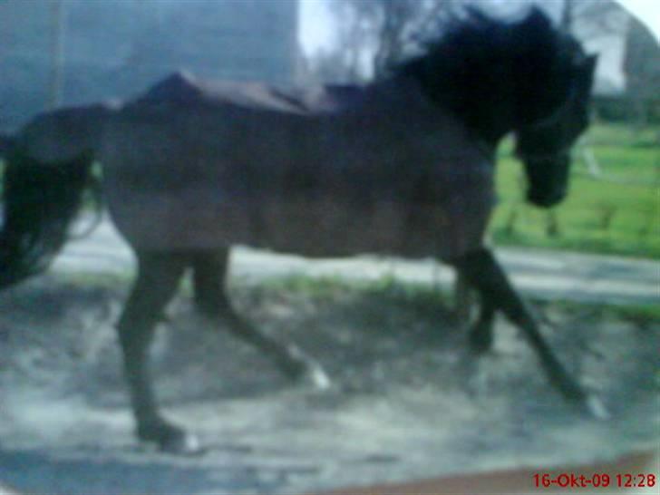 New Forest Sinka billede 13