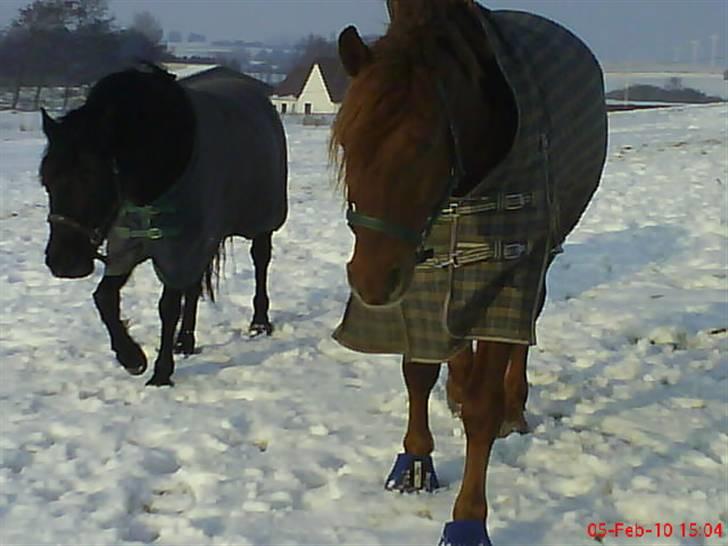 New Forest Sinka billede 14