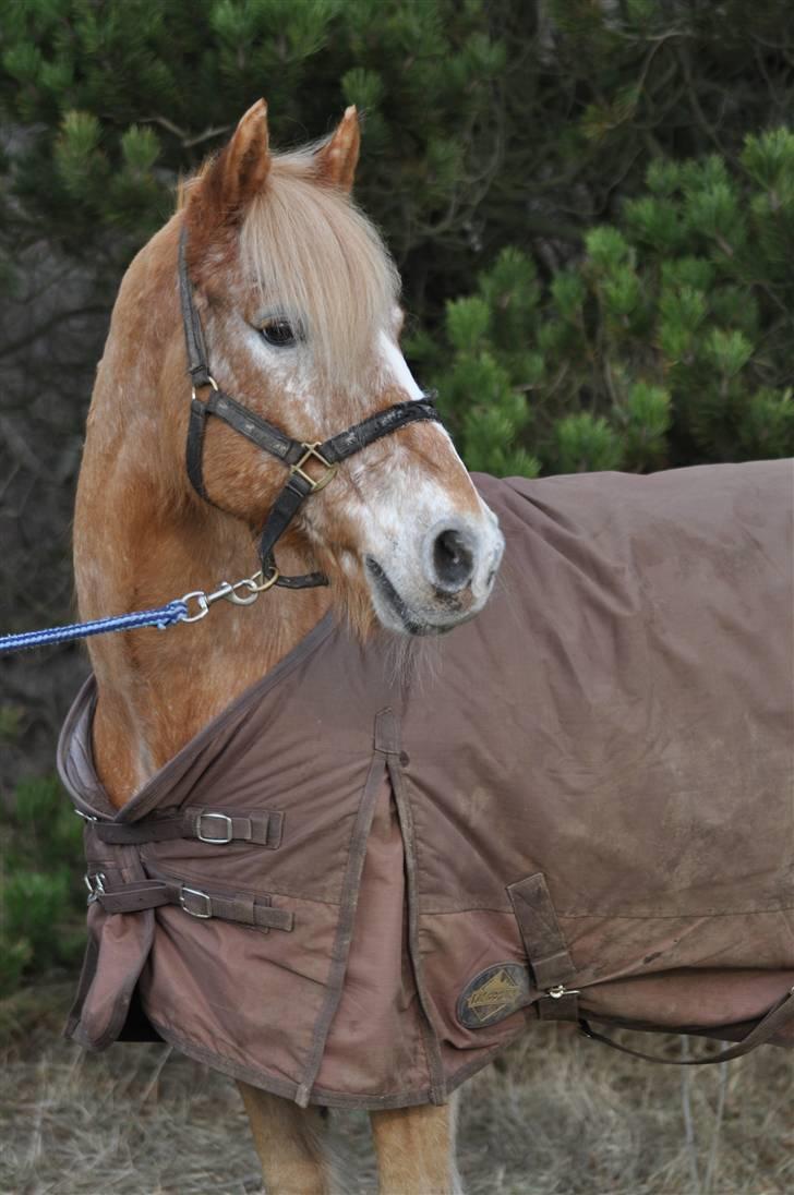 Anden særlig race Just Hugo Forever -part. - hugo d. 24/3-10 billede 12