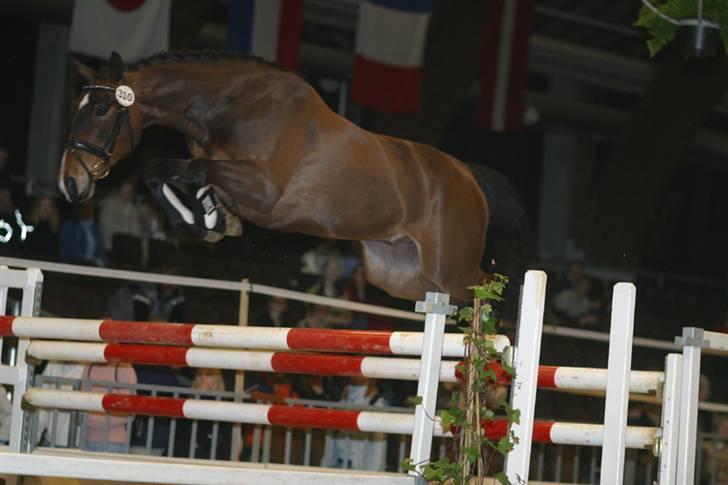 Dansk Varmblod Saigon - Unghestechampionat 2003 - Løsspringning  billede 5
