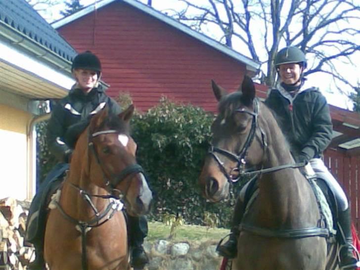 Dansk Varmblod No Mans Land billede 15