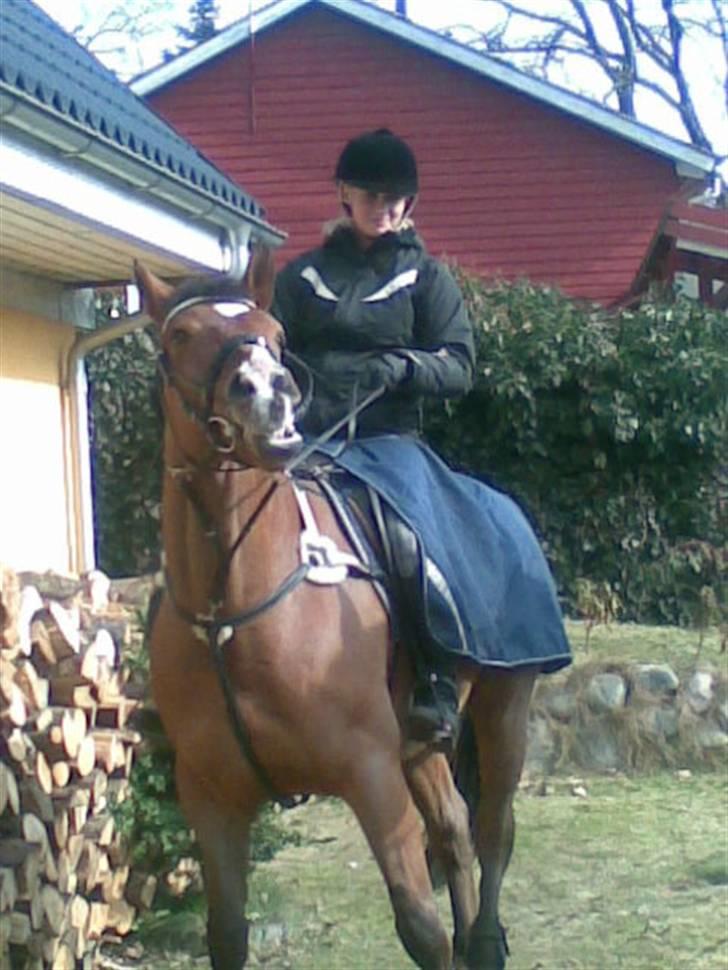 Dansk Varmblod No Mans Land - Manse ikke gider stå stille mere (: billede 16