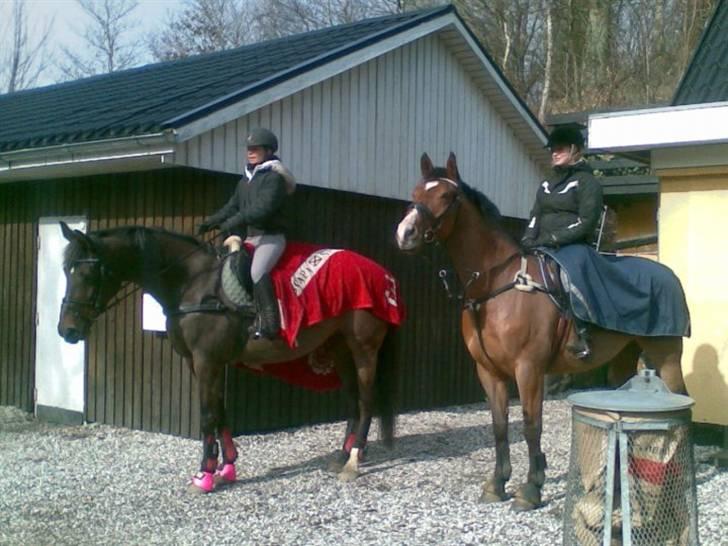 Dansk Varmblod No Mans Land billede 17