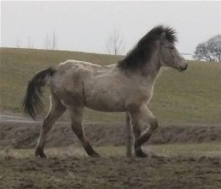 Islænder Asni fra Tiset - Marts 2010 billede 16
