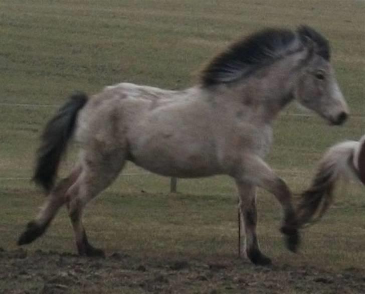 Islænder Asni fra Tiset - Marts 2010 billede 17