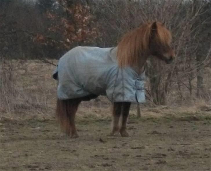 Islænder Táta fra Tyrevoldsdal - Smukke tøsen hænger ud på folden i marts 2010 billede 17