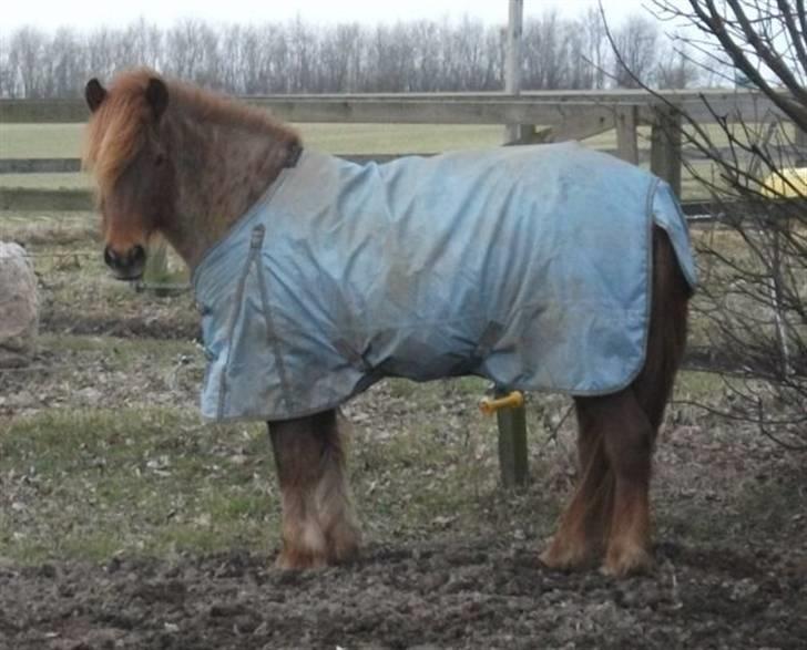 Islænder Táta fra Tyrevoldsdal - Næsten et år efter billede 13 - nu med lidt mindre mave ;-) billede 18