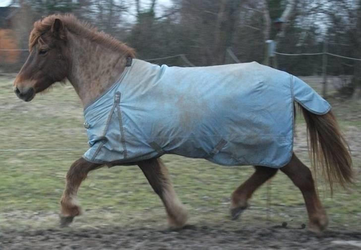 Islænder Táta fra Tyrevoldsdal - Hun kan faktisk godt bevæge sig! - marts 2010 billede 19