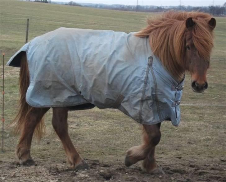 Islænder Táta fra Tyrevoldsdal - Marts 2010 billede 20