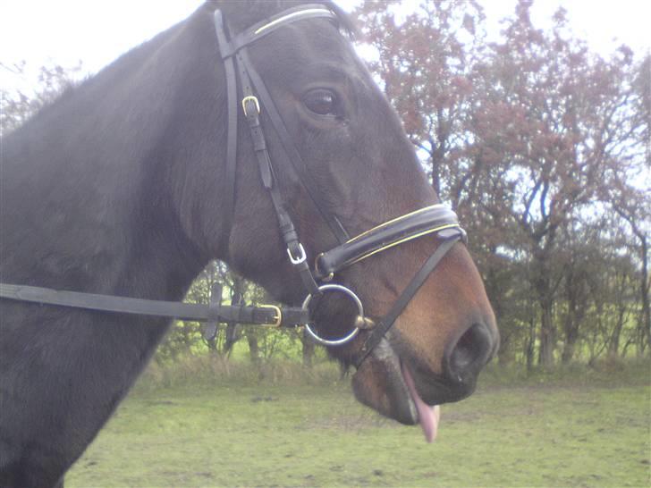 Anden særlig race Manse<33 billede 11