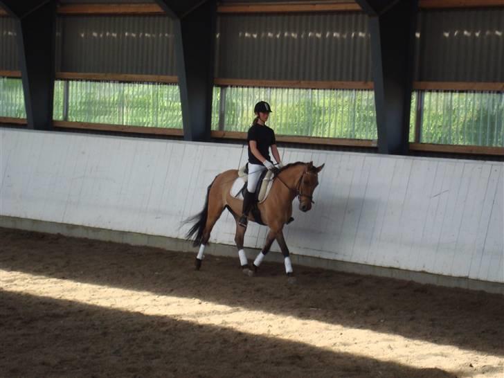 Anden særlig race Højgårdens Bella billede 14