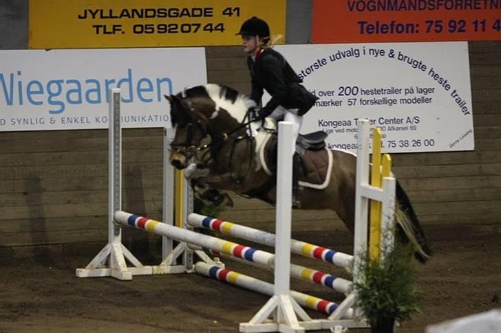 Anden særlig race Color solgt billede 7