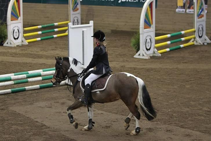 Anden særlig race Color solgt billede 8