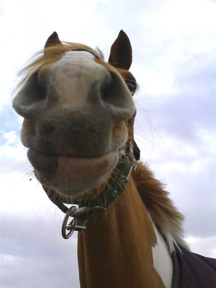 Anden særlig race Painted Beauty | - #9 Smukke pony :-P billede 9