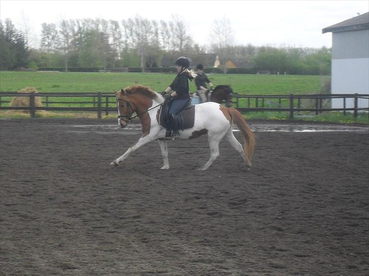 Anden særlig race Painted Beauty | - #10 Lidt dressur d. 17/5-10 :-) billede 10