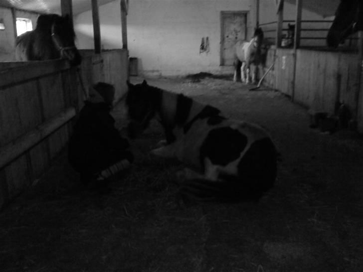 Anden særlig race Tinka *Solgt* billede 16