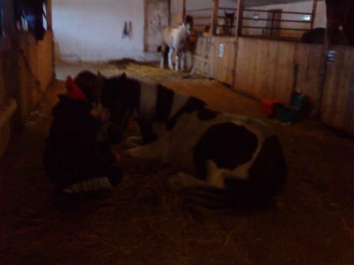 Anden særlig race Tinka *Solgt* billede 17