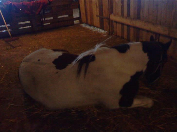 Anden særlig race Tinka *Solgt* billede 18