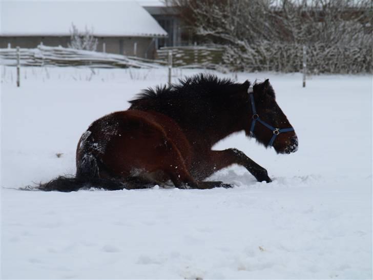 Anden særlig race Jobbe billede 10