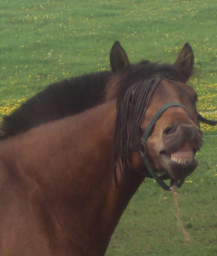 New Forest da vinci  billede 3