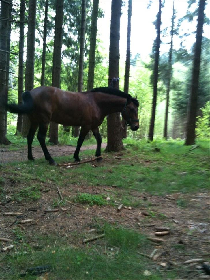 New Forest da vinci  - hyggelig skovtur billede 6