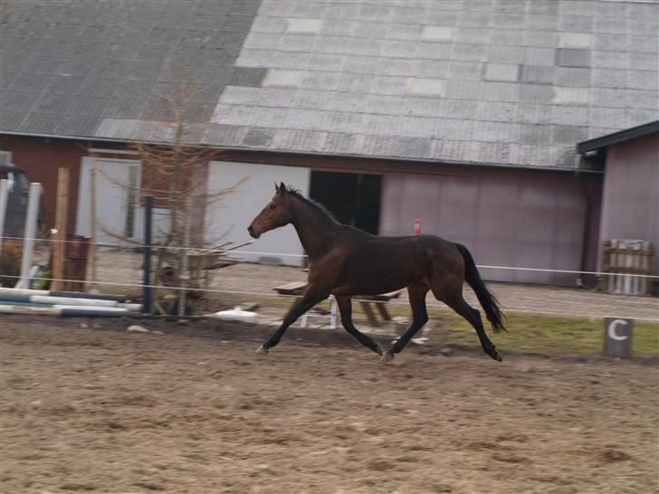 Trakehner Tavella SOLGT billede 13