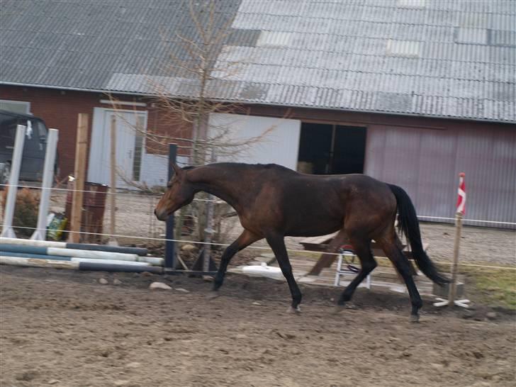 Trakehner Tavella SOLGT billede 14