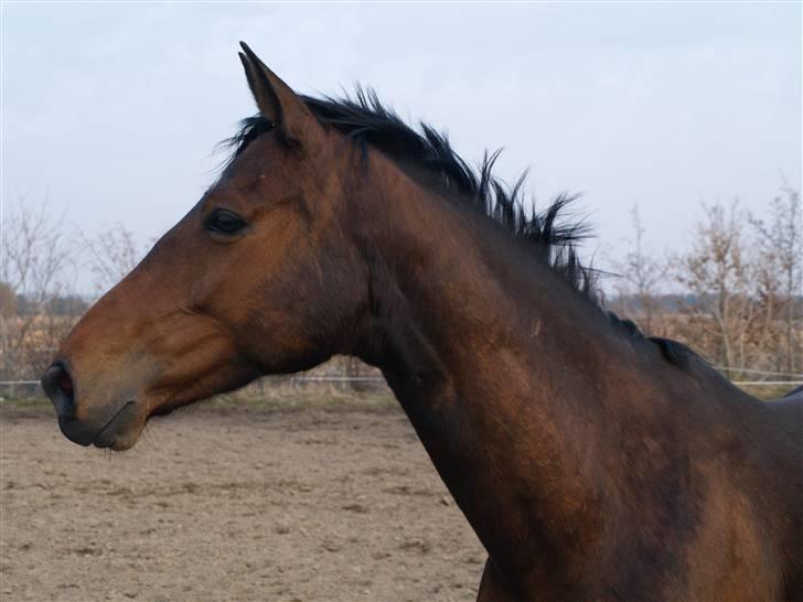 Trakehner Tavella SOLGT billede 15