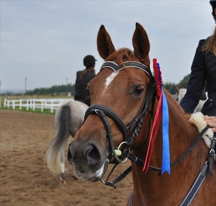 DSP Lille Asserholt Naomi [KLUBMESTER 2011] - Naomis førse roset i BOR (LD B0)  **Isabella** billede 15