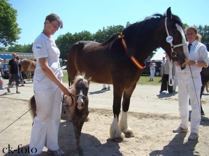 Amerikansk Miniature  NKG silver Socks - foto- charlotte Kyhl. silver står ved en shire billede 9