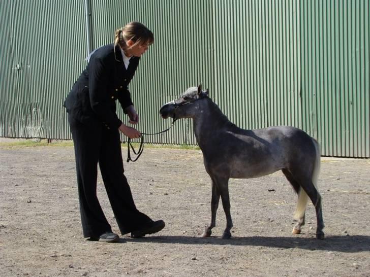 Amerikansk Miniature  NKG silver Socks - foto- charlotte Kyhl billede 10