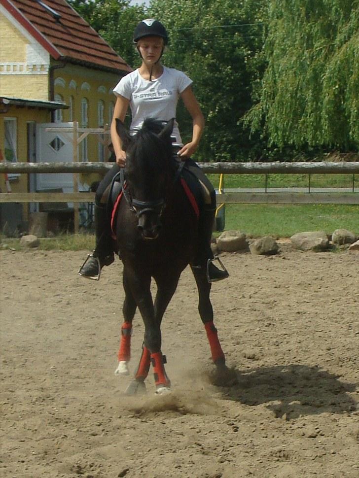 Anden særlig race Pakito - SOLGT - schenkelvigning NYT! billede 15