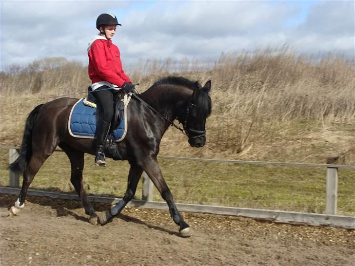 Anden særlig race Pakito - SOLGT - dressur!! billede 16