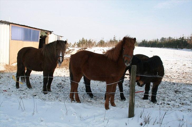 Islænder Lukas Vetur..solgt - Lukas Vetur (vetur betyder vinter) han er født 10 januar 2010 billede 6