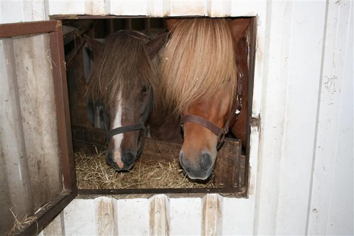 Islænder Lukas Vetur..solgt - hans mor t.h.hans far t.v. se øvrige af mine profiler på hestene billede 7