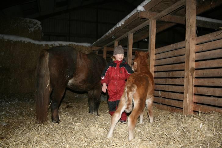 Islænder Lukas Vetur..solgt - få timer gl billede 8