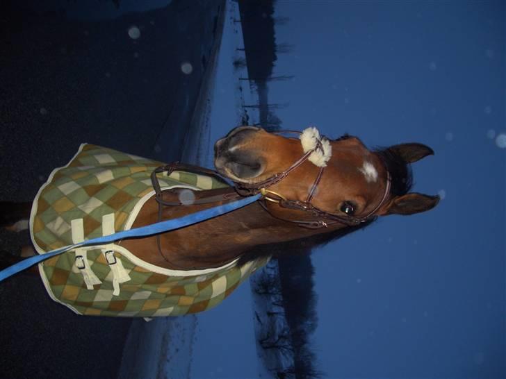 Dansk Varmblod Bakkebo´s Le´ Moni- Rip smukke limse ?? billede 15