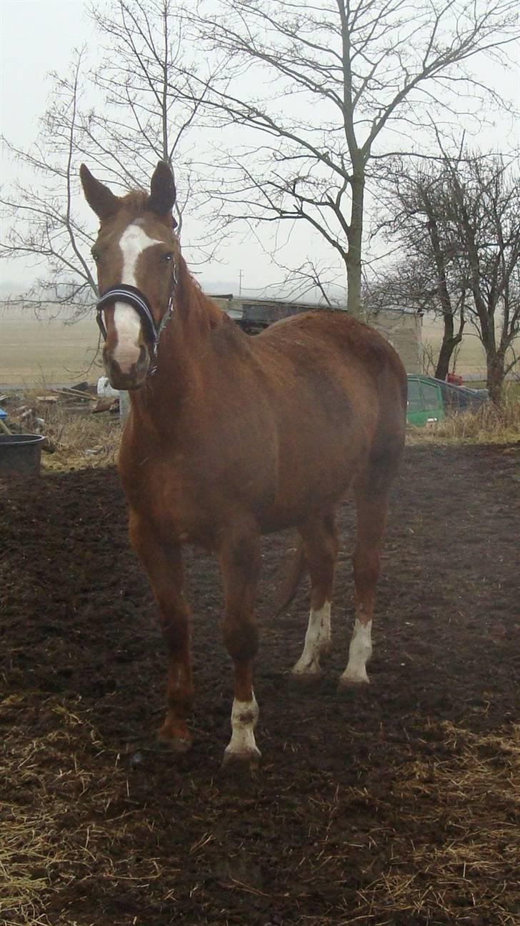 Svensk Varmblod Fröken shelli - så er jeg blevet smid ud i regn vejr ;( øv bøv... det synes jeg ikke om billede 8